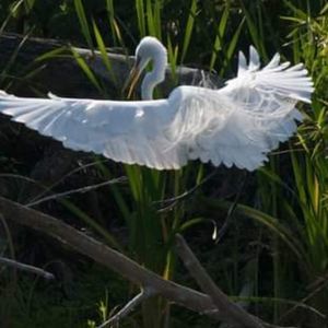 Meet your Posher, Theia